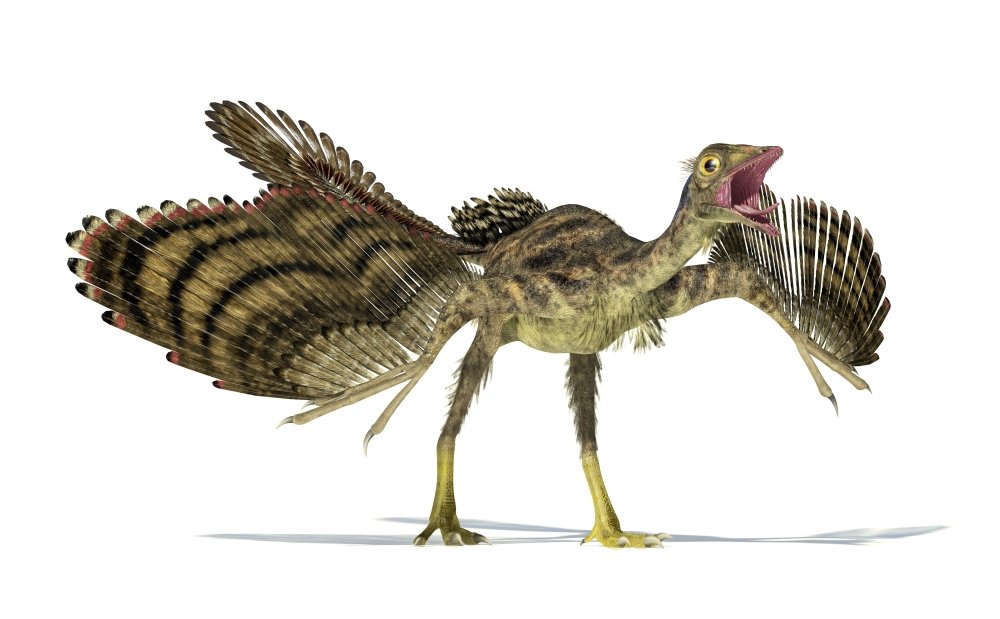 【原画】Archaeopteryx don't know the kimono. Amazon.com: Posterazzi Archaeopteryx dinosaur on white background